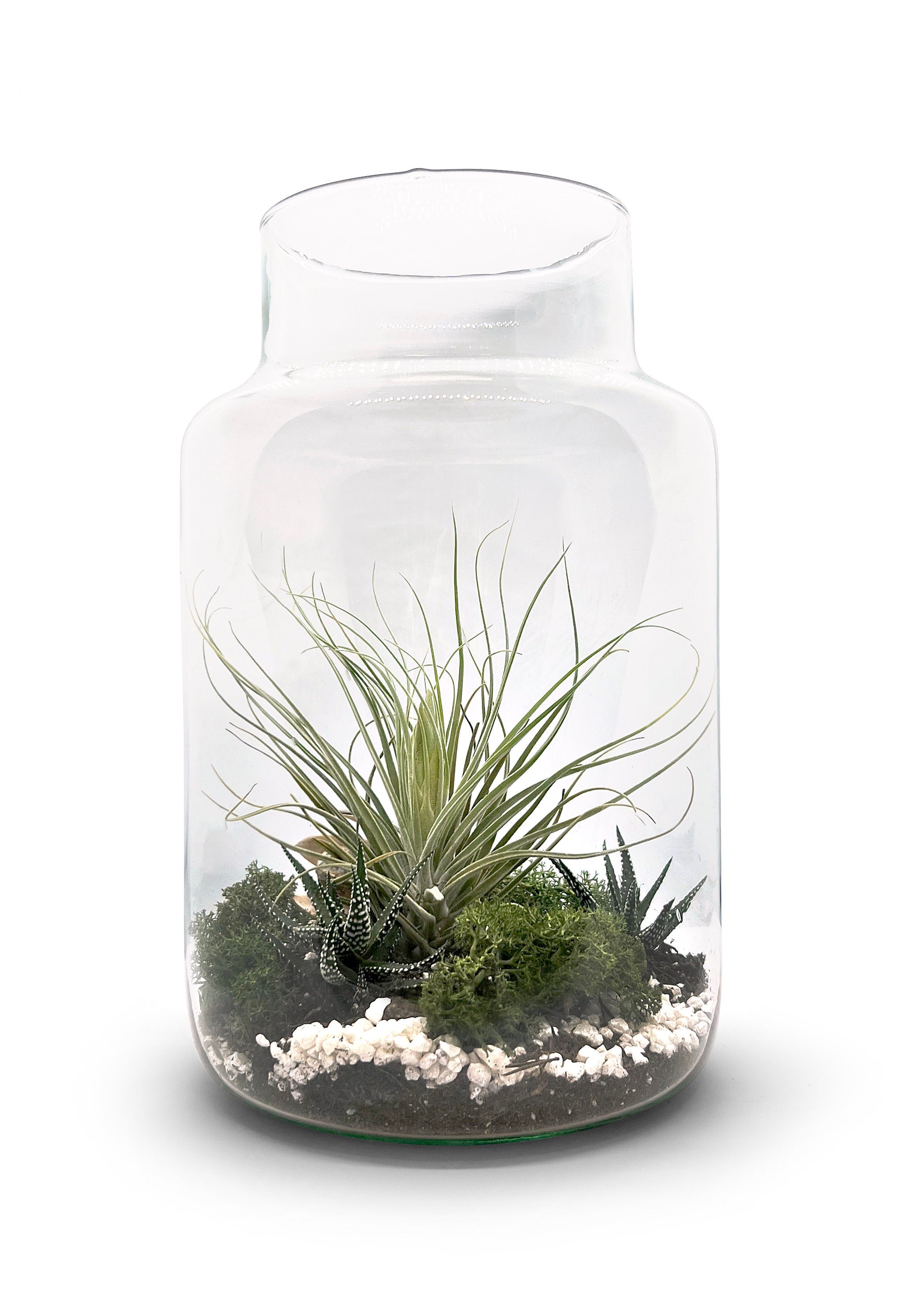 Flaschengarten 30cm Höhe