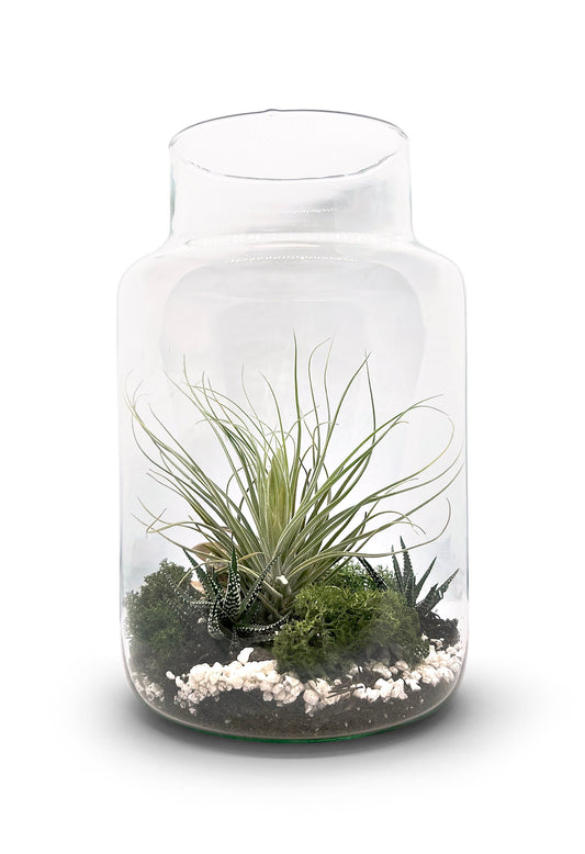 Flaschengarten 30cm Höhe