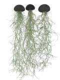 Seeigel schwarz mit spanischem Moos Tillandsie 3er Set