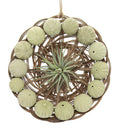 Seeigel Arrangement 30 cm mit Tillandsie
