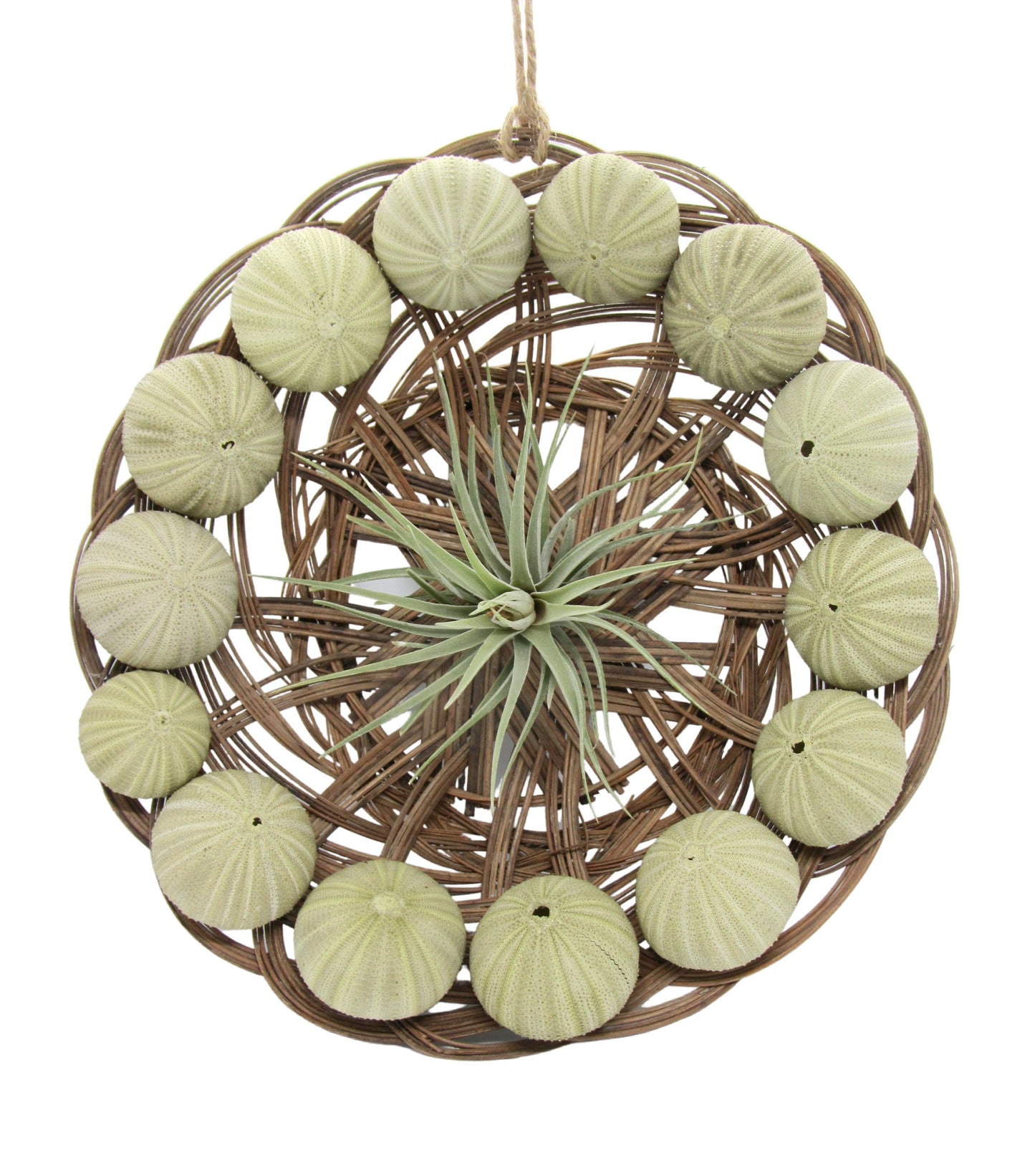 Seeigel Arrangement 30 cm mit Tillandsie