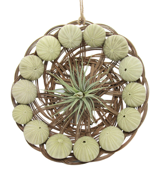 Seeigel Arrangement 30 cm mit Tillandsie