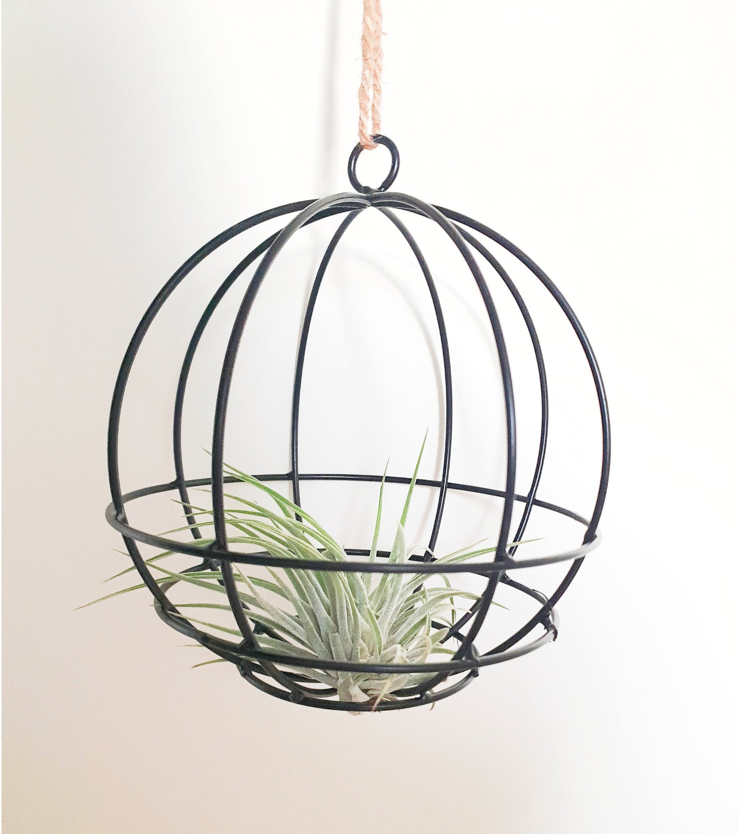 Hanging Ball mit Tillandsie Keine Kunstpflanze
