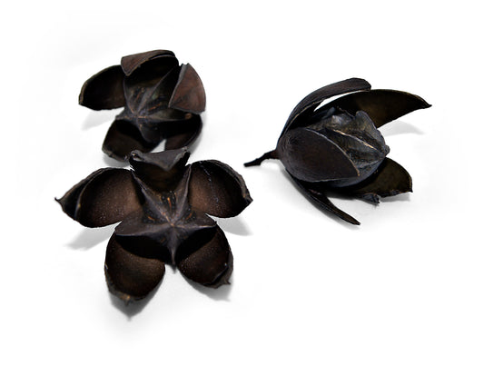 getrocknete Wildlilien in schwarz 3er Set