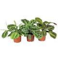 Maranta leuconeura 3er Set