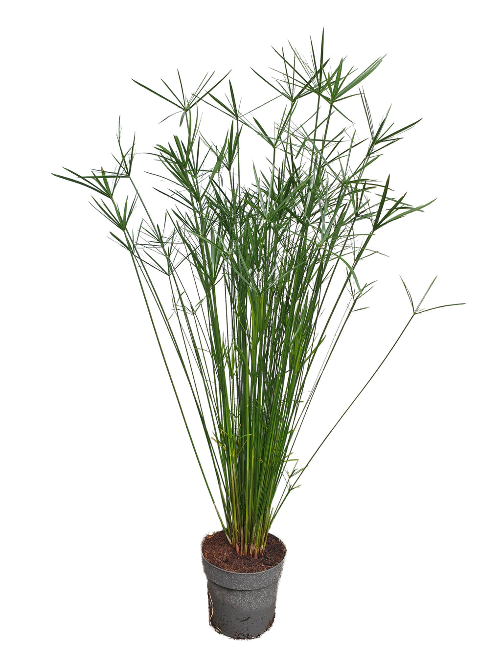 Papyrusgras Zimmerpflanze 55 cm hoch Palme