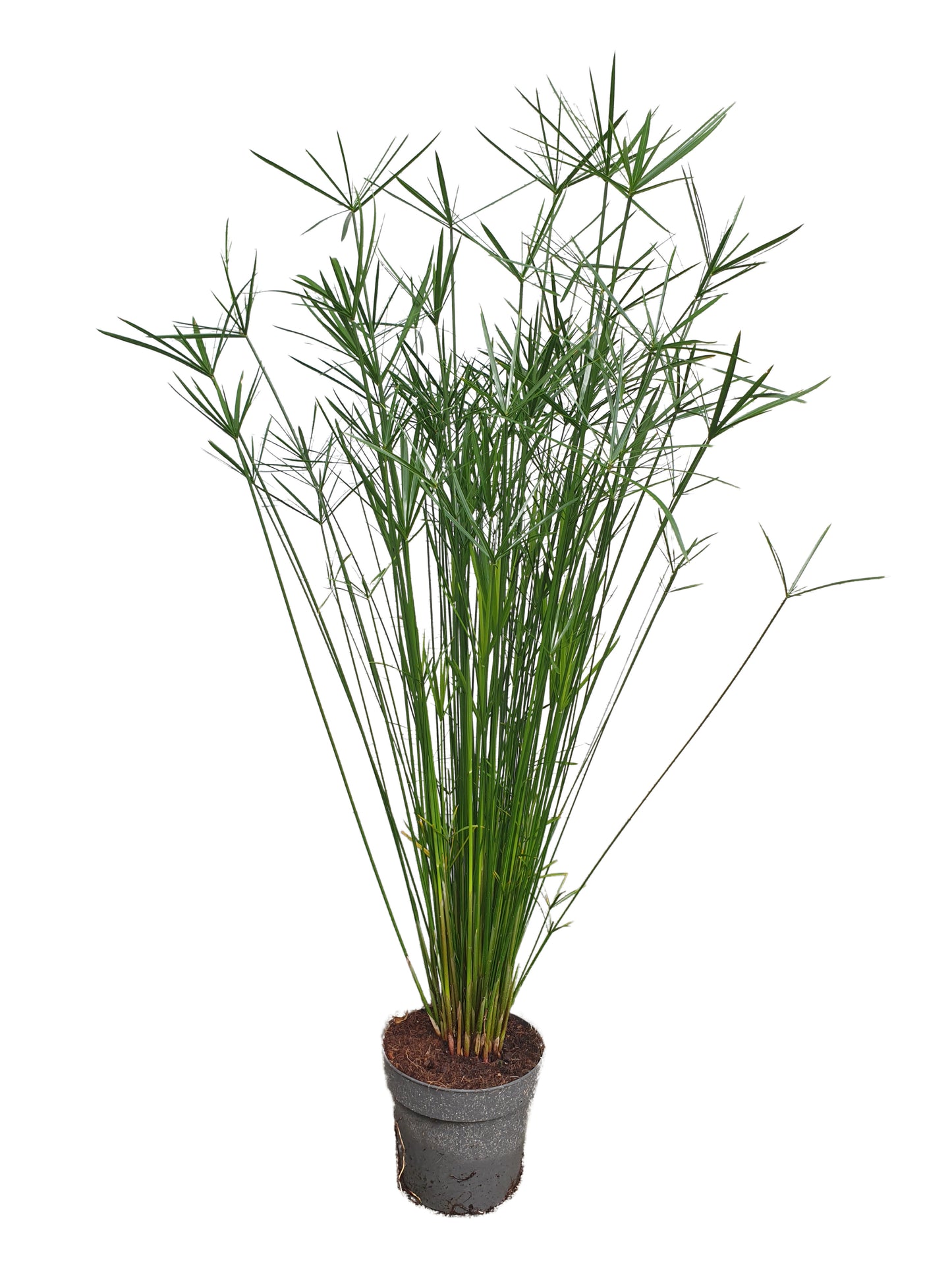 Papyrusgras Zimmerpflanze 55 cm hoch Palme