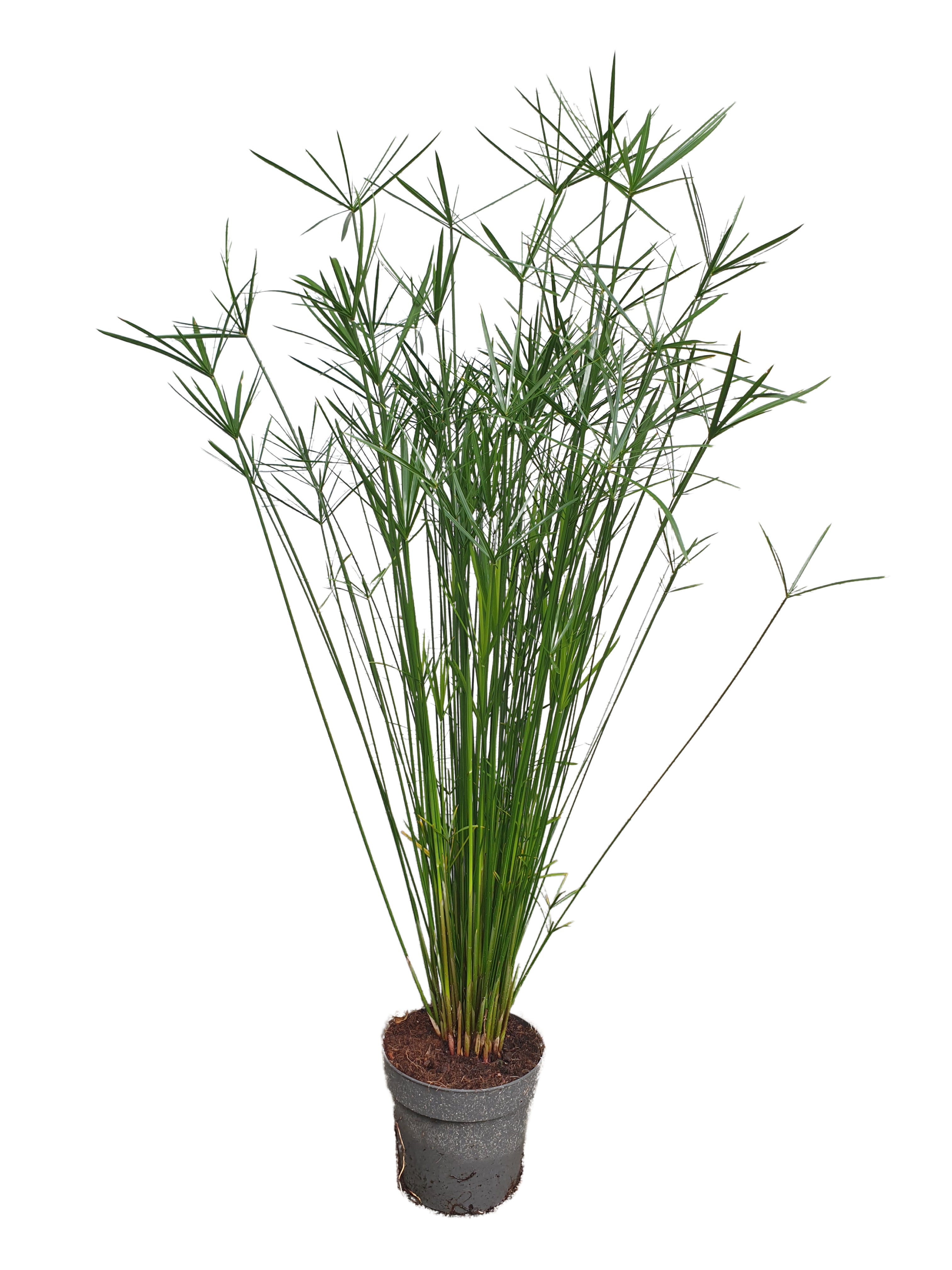 Papyrusgras Zimmerpflanze 55 cm hoch Palme