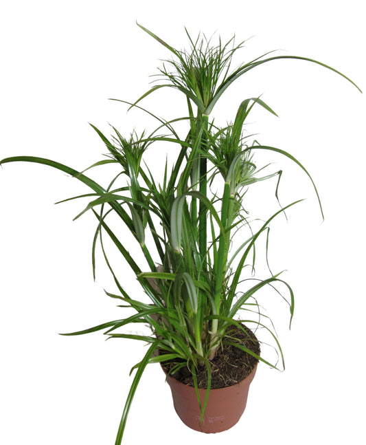 Papyrusgras Zimmerpflanze XXL 60 cm hoch Palme ECHTE Pflanze