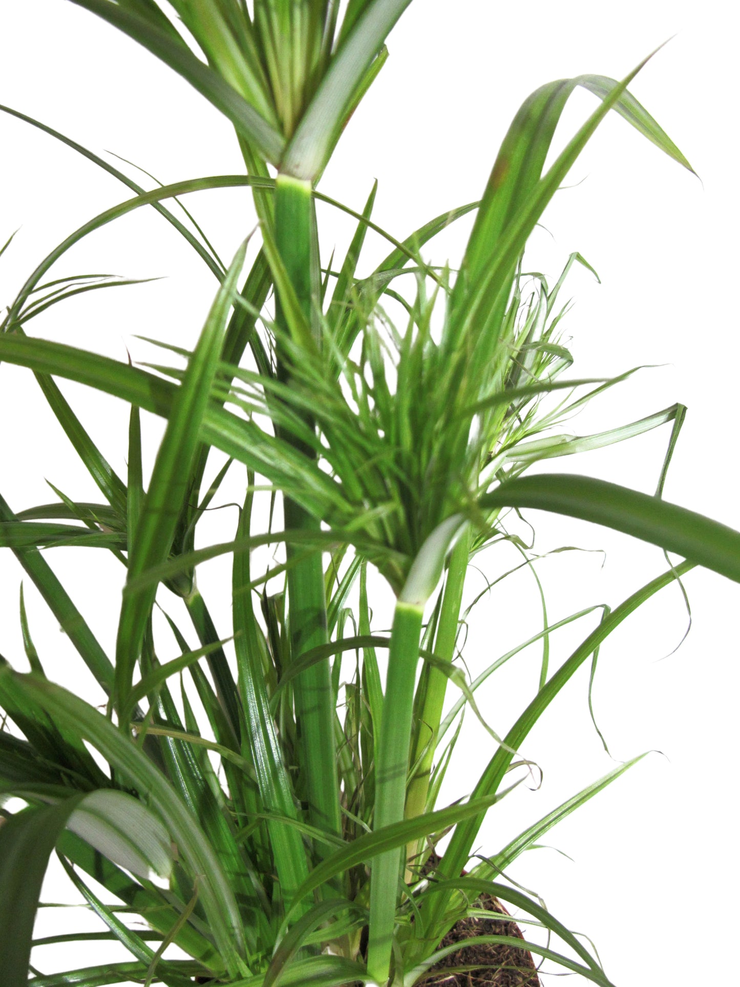 Papyrusgras Zimmerpflanze XXL 60 cm hoch Palme ECHTE Pflanze