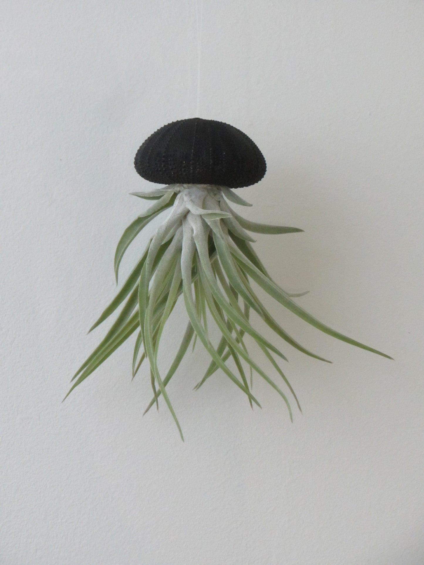 Seeigelgehäuse Urchin schwarz mit Tillandsie Kammi 3er Set