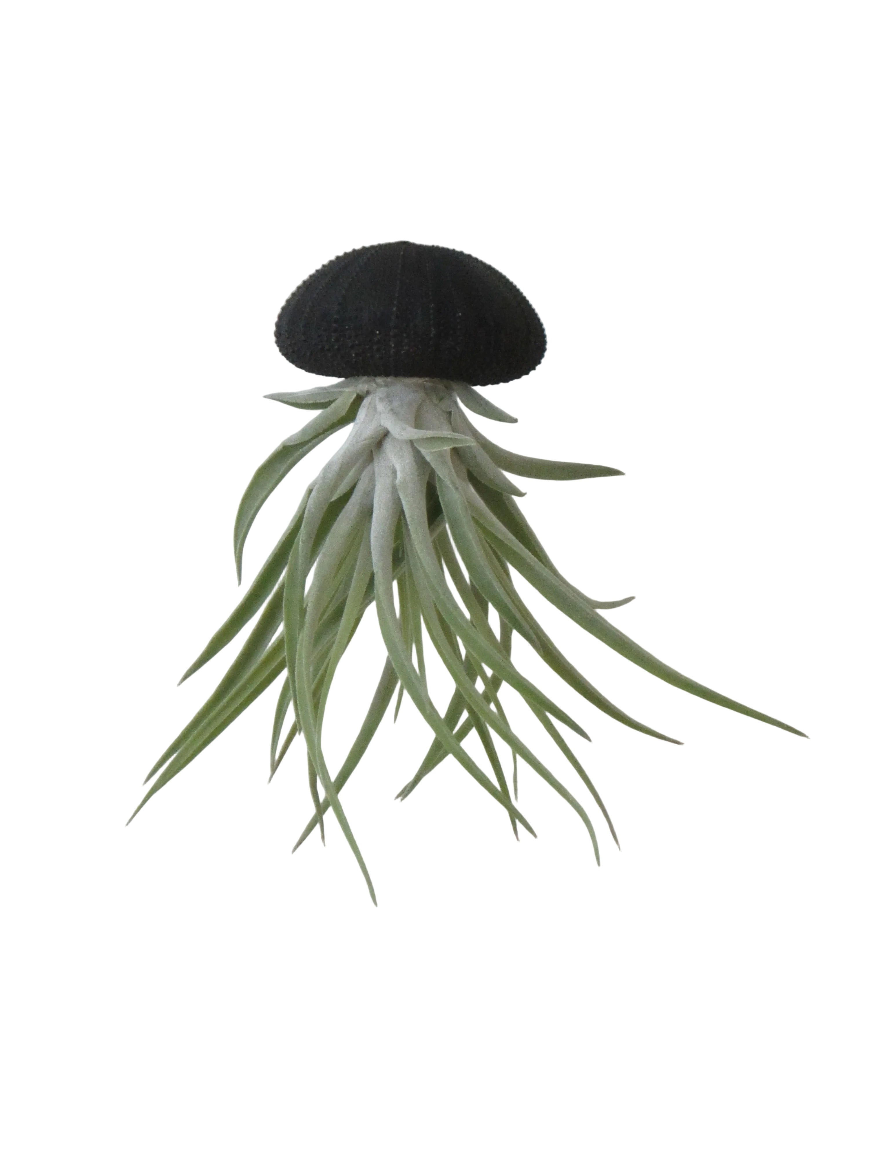 Seeigelgehäuse Urchin schwarz mit Tillandsie Kammi 3er Set