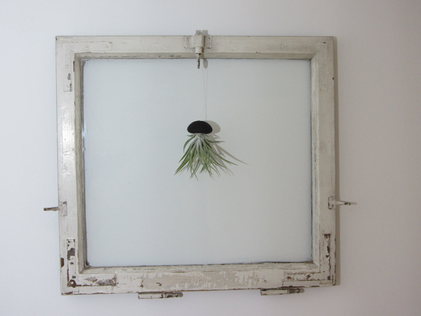 Seeigelgehäuse Urchin schwarz mit Tillandsie Kammi 3er Set