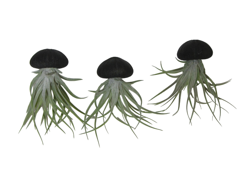 Seeigelgehäuse Urchin schwarz mit Tillandsie Kammi 3er Set