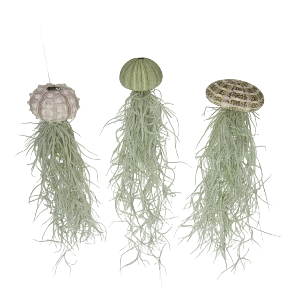 Seeigel mit Tillandsie – freigestellt