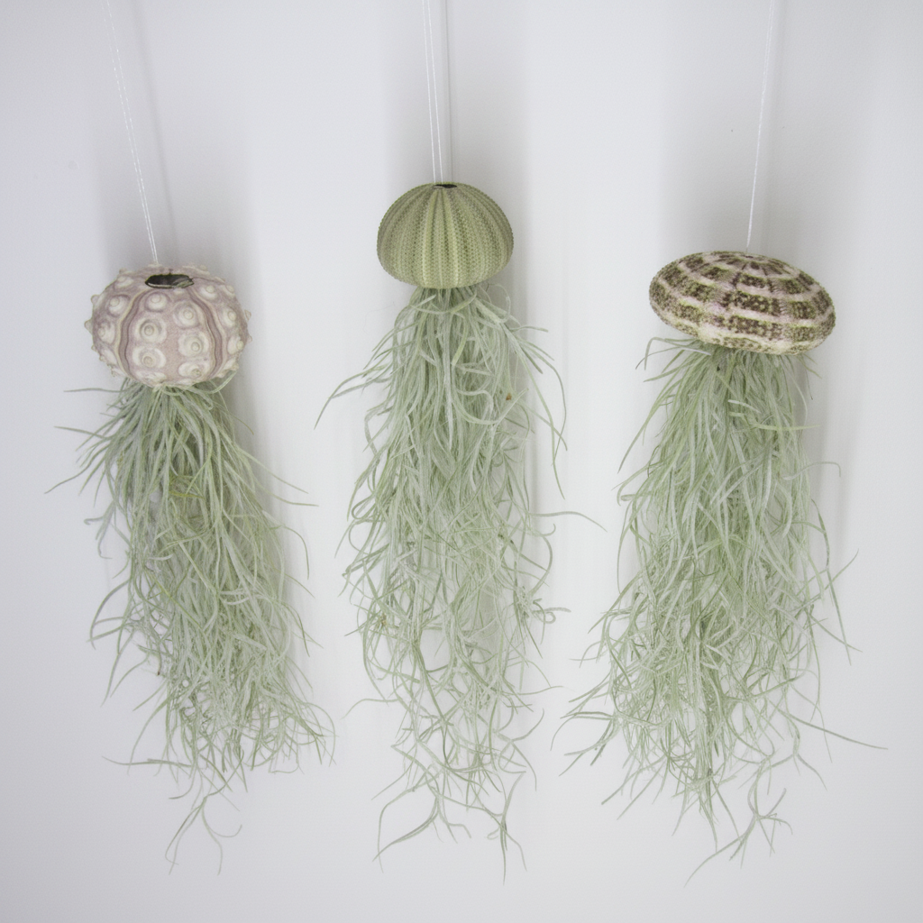 Seeigel mit Tillandsie – weißer Hintergrund