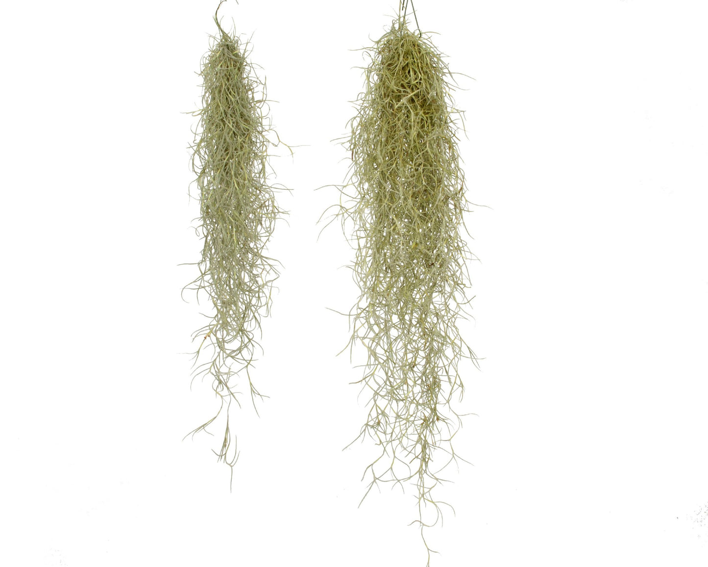 Tillandsie Luftpflanze 20 cm Spanisches Moos