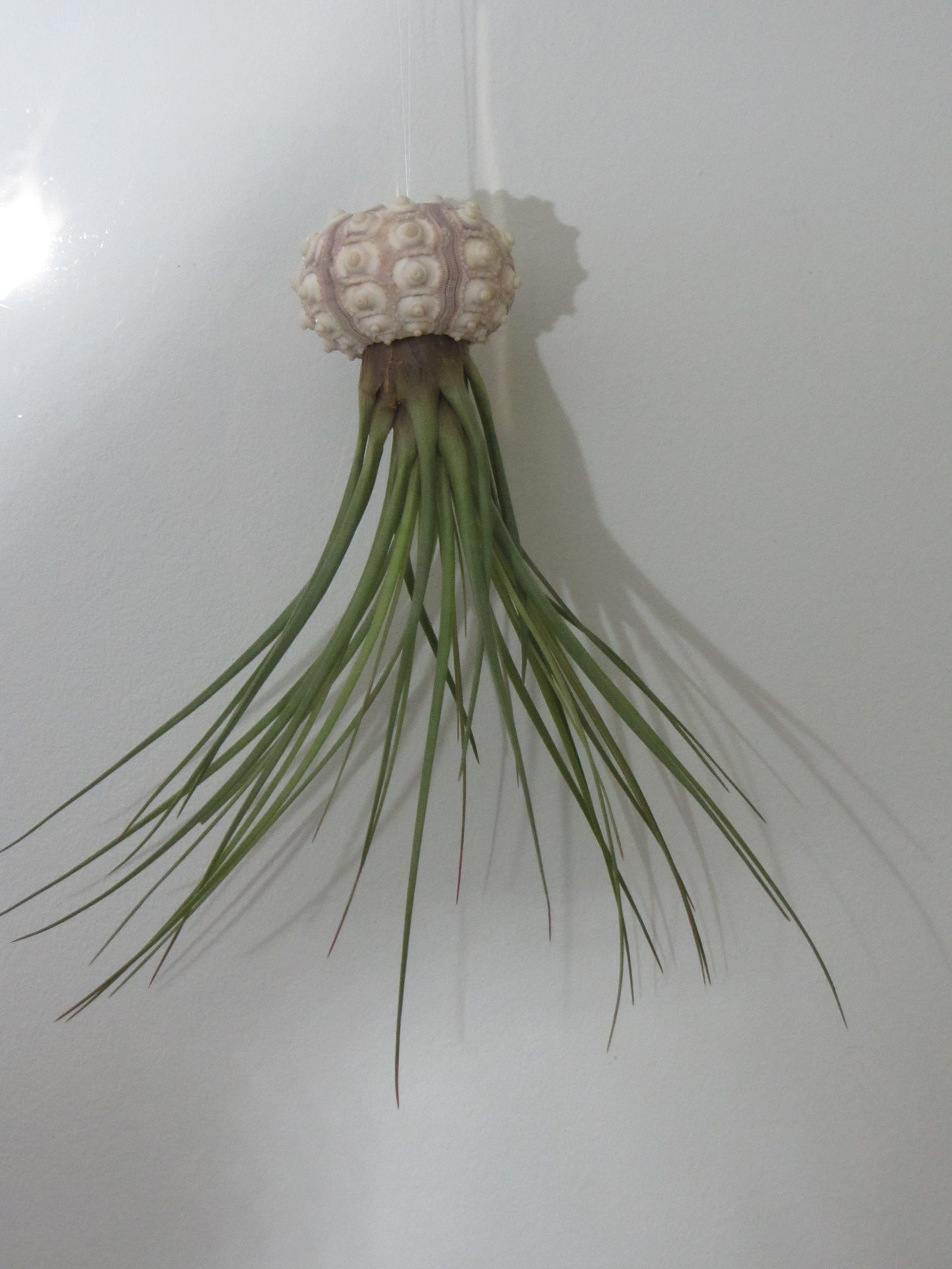 Seeigelgehäuse Sputnik mit Tillandsie juncea grün 1er Set