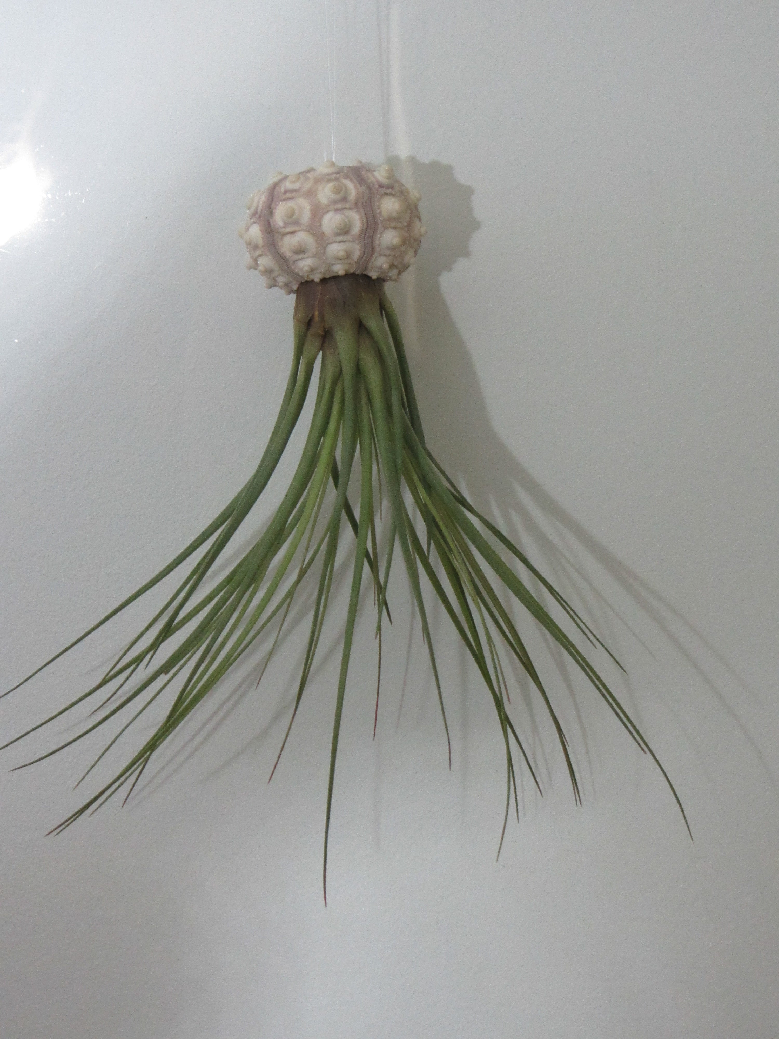 Seeigelgehäuse Sputnik mit Tillandsie juncea grün 1er Set