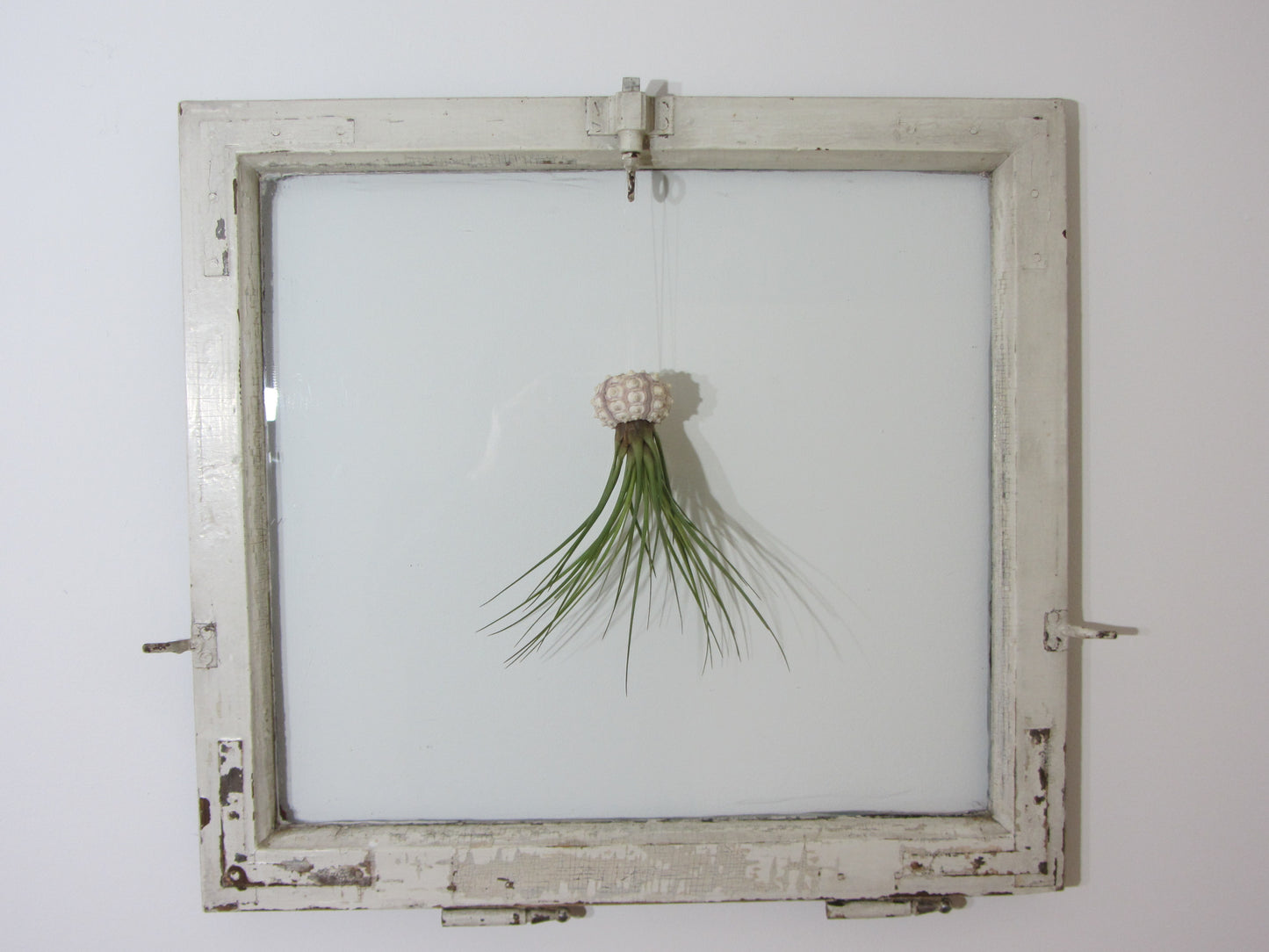 Seeigelgehäuse Sputnik mit Tillandsie juncea grün 1er Set