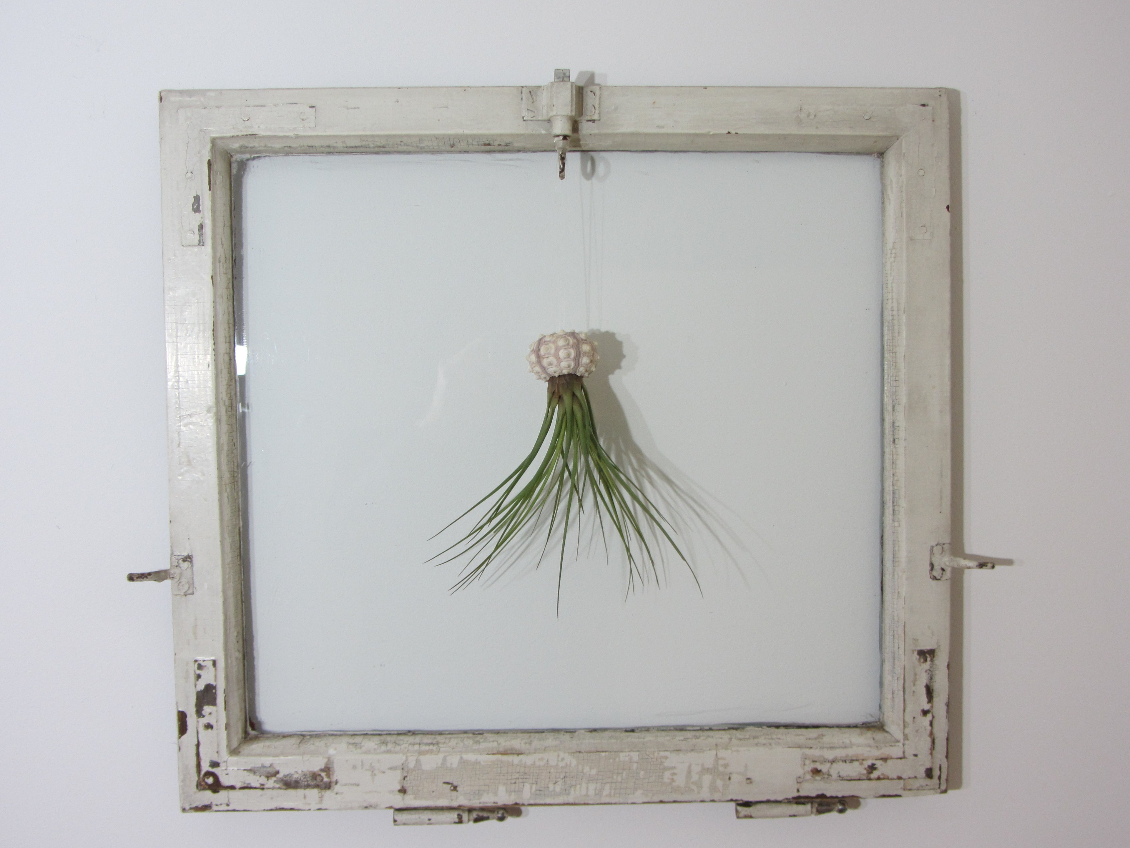 Seeigelgehäuse Sputnik mit Tillandsie juncea grün 1er Set