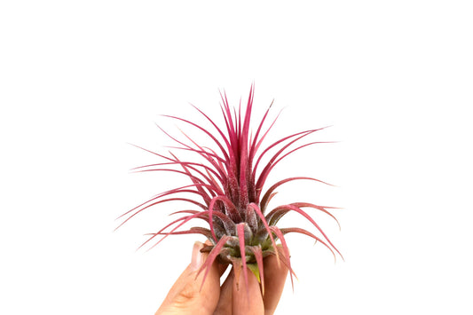 Glaskugel  12cm Ø mit Tillandsie
