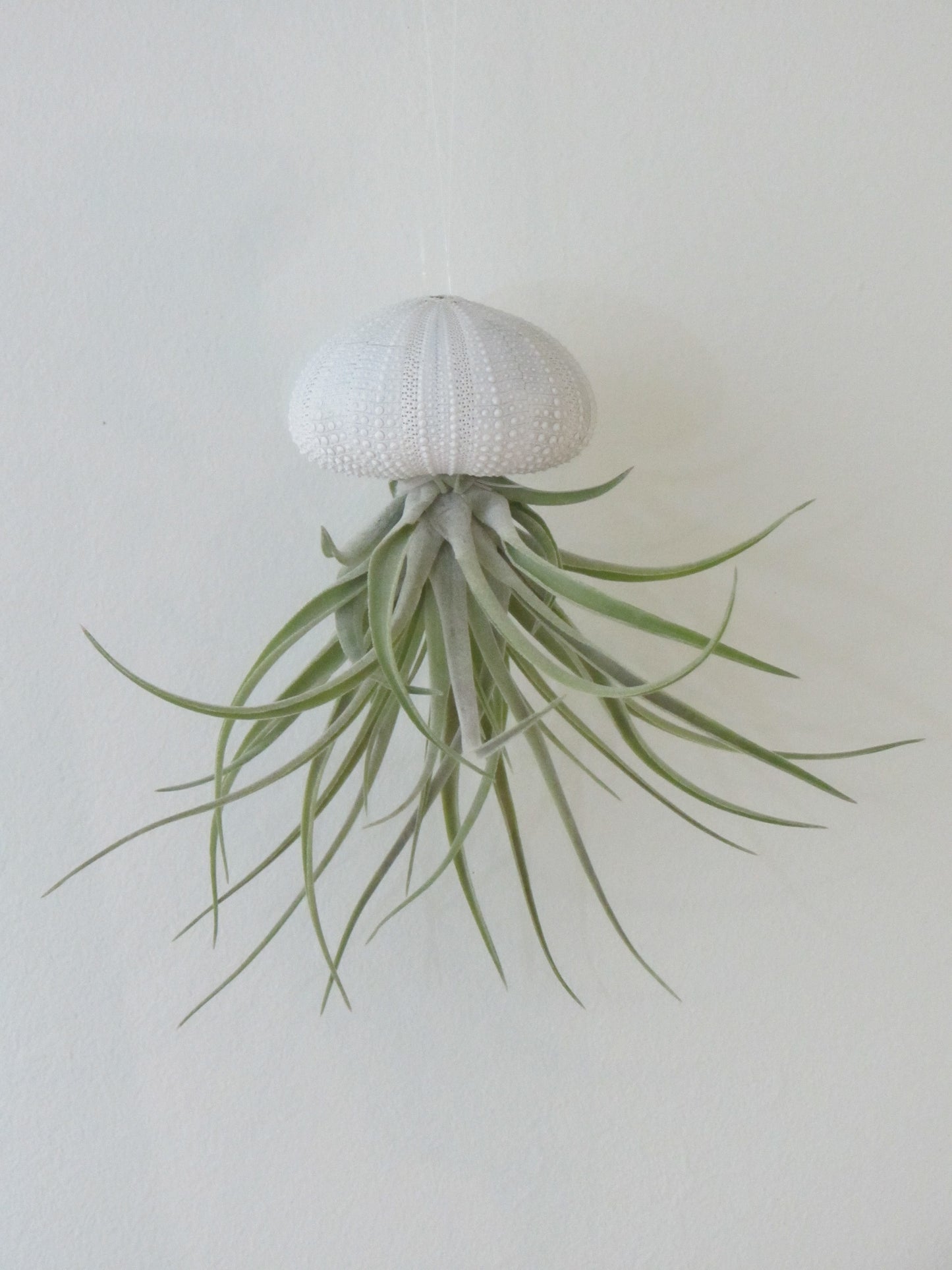 Seeigelgehäuse Urchin weiß mit Tillandsie Kammi 3er Set