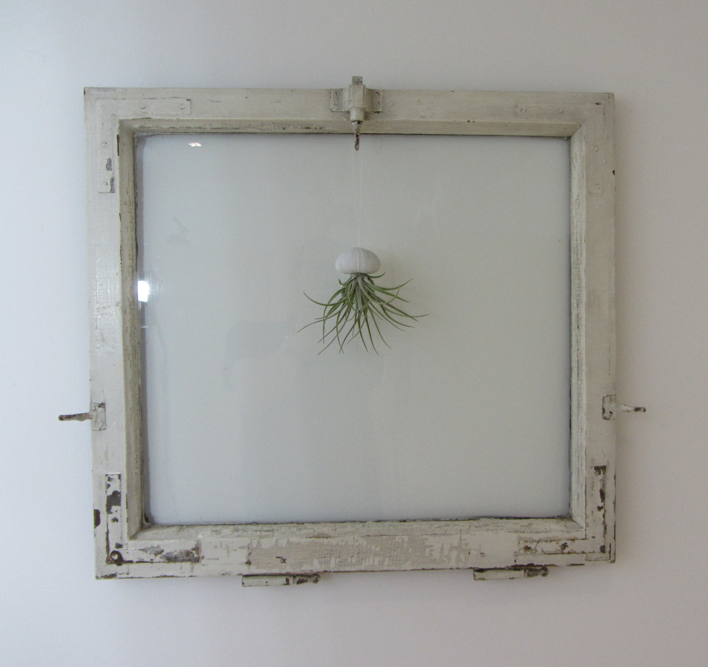 Seeigelgehäuse Urchin weiß mit Tillandsie Kammi 3er Set