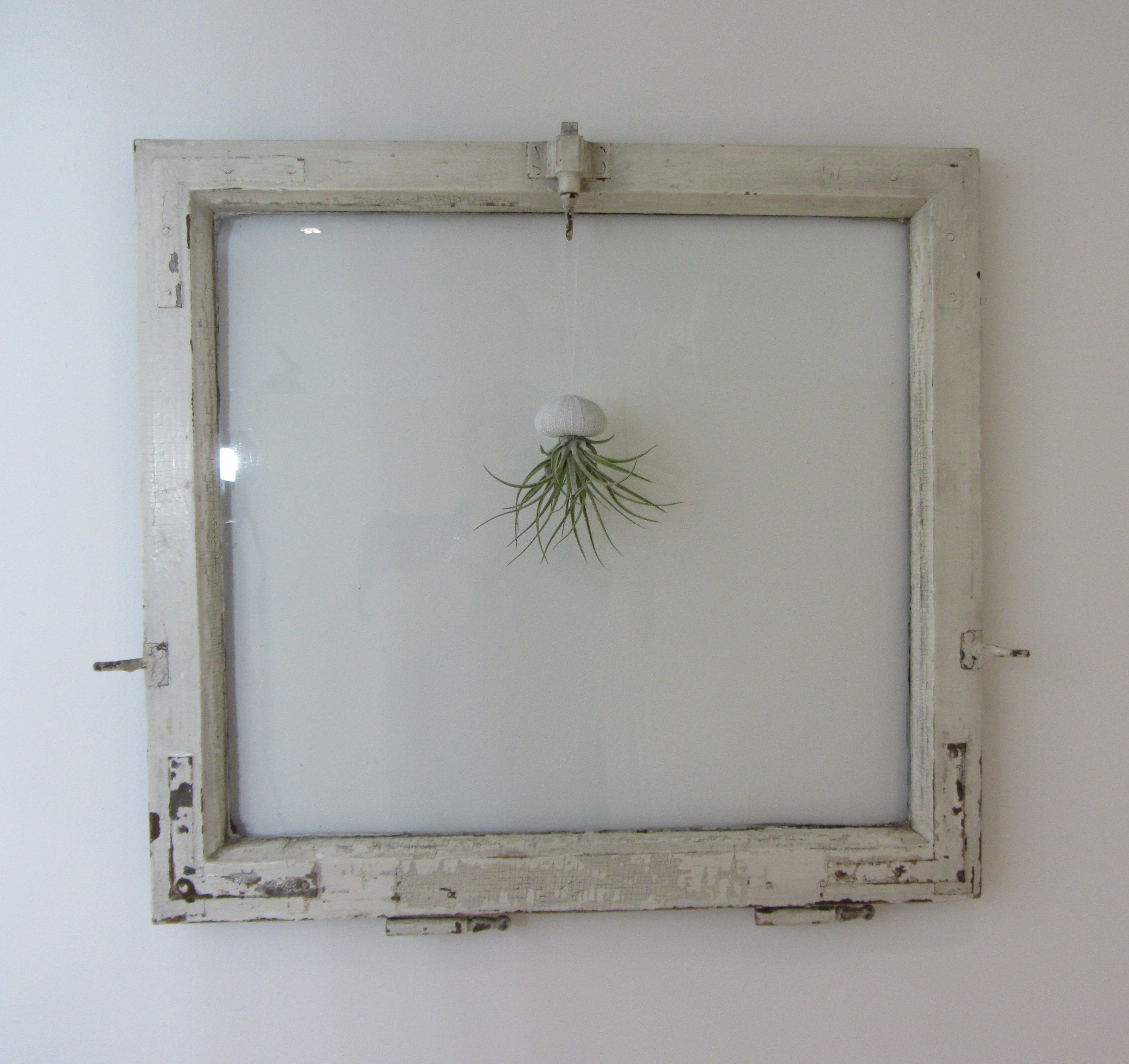 Seeigelgehäuse Urchin weiß mit Tillandsie Kammi 3er Set