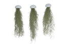 Seeigel weiß mit spanischem Moos 3er Set