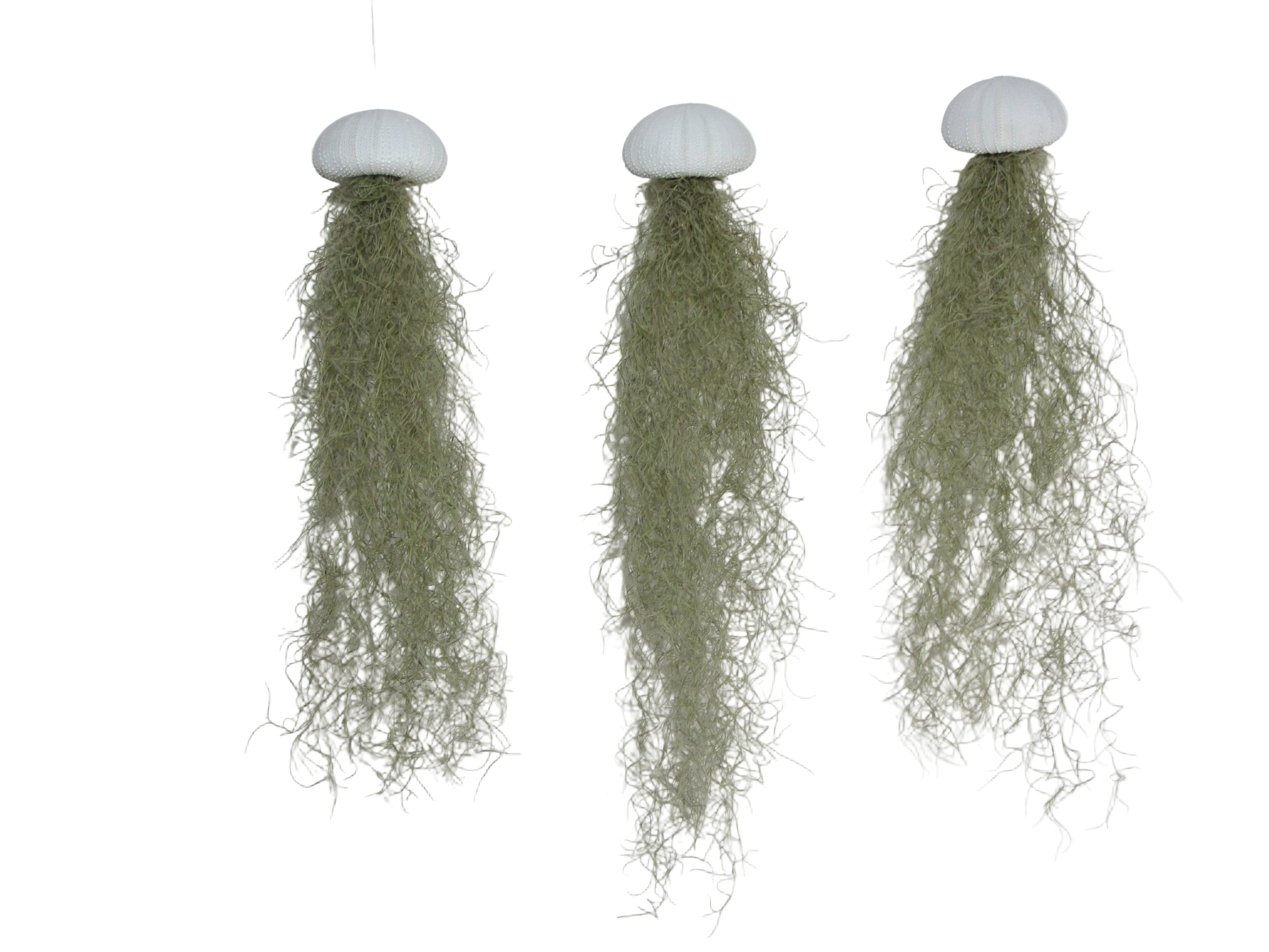 Seeigel weiß mit spanischem Moos 3er Set