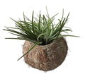 Exotische Kokosnuss Schale mit Tillandsie
