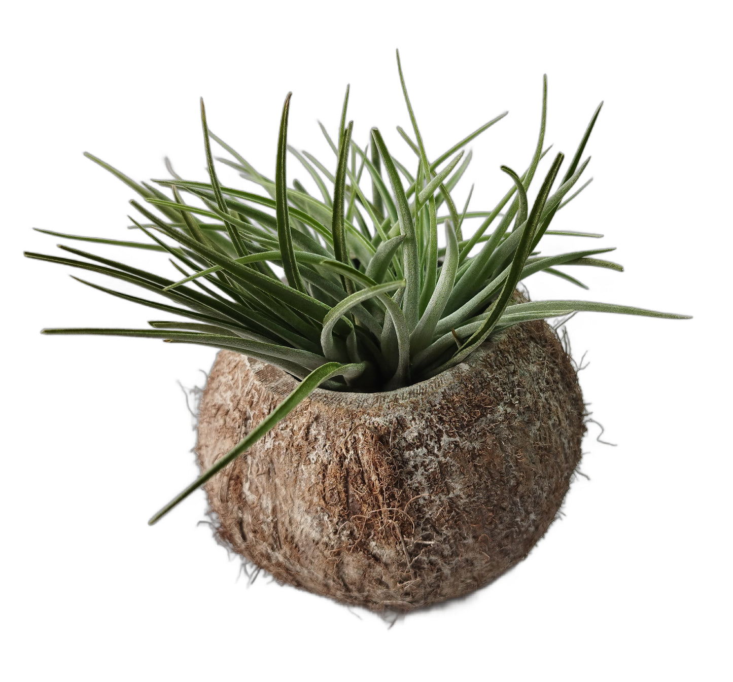 Exotische Kokosnuss Schale mit Tillandsie