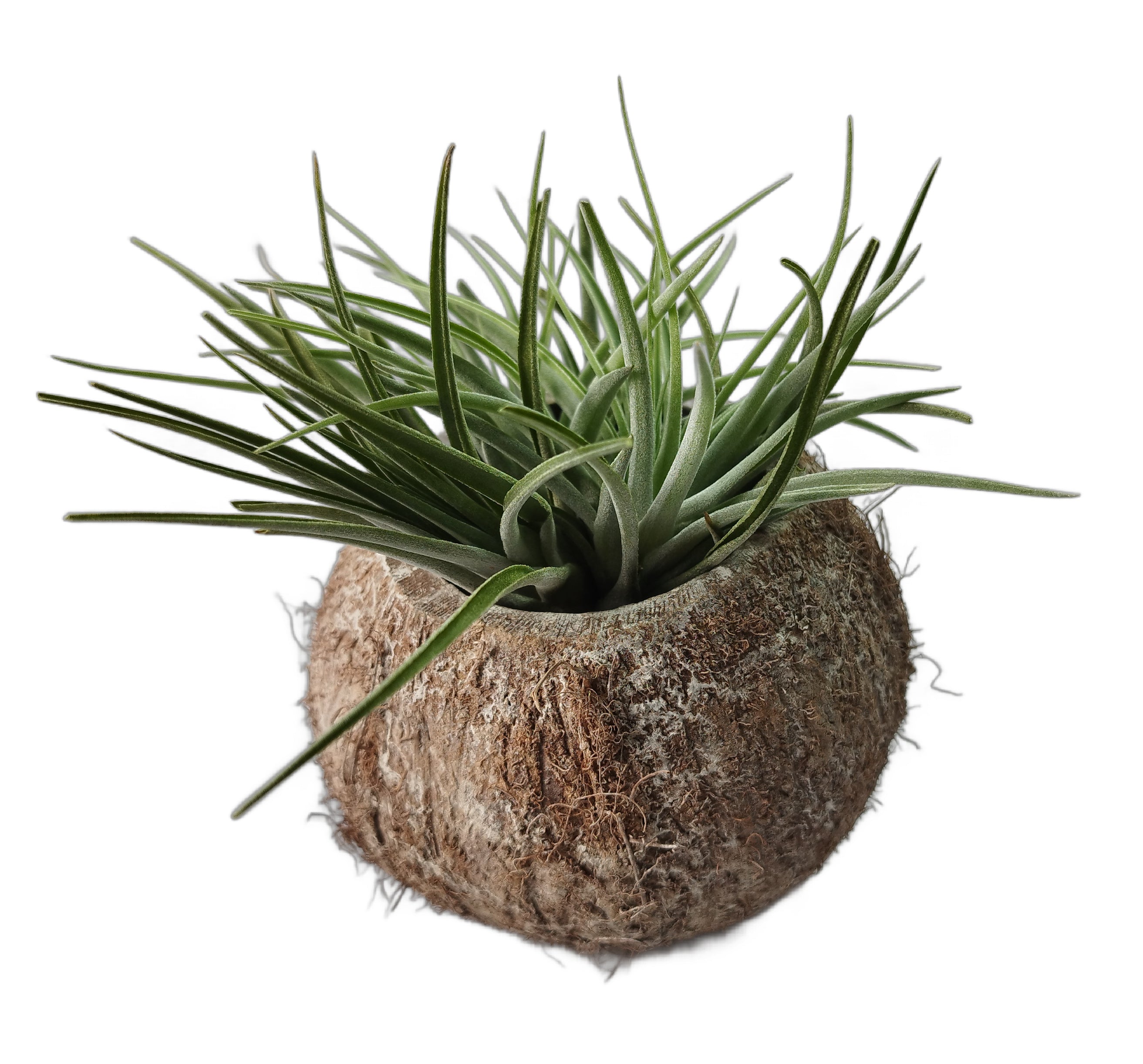 Exotische Kokosnuss Schale mit Tillandsie