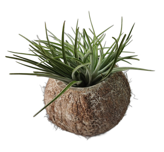 Exotische Kokosnuss Schale mit Tillandsie