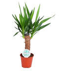 Yucca Palme 50cm