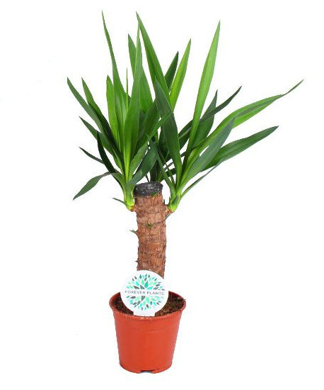 Yucca Palme 50cm